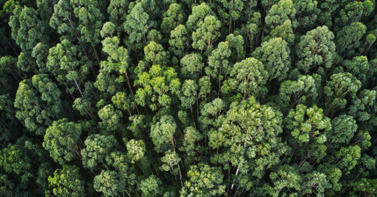portas rohden solidez, sustentabilidade e qualidade