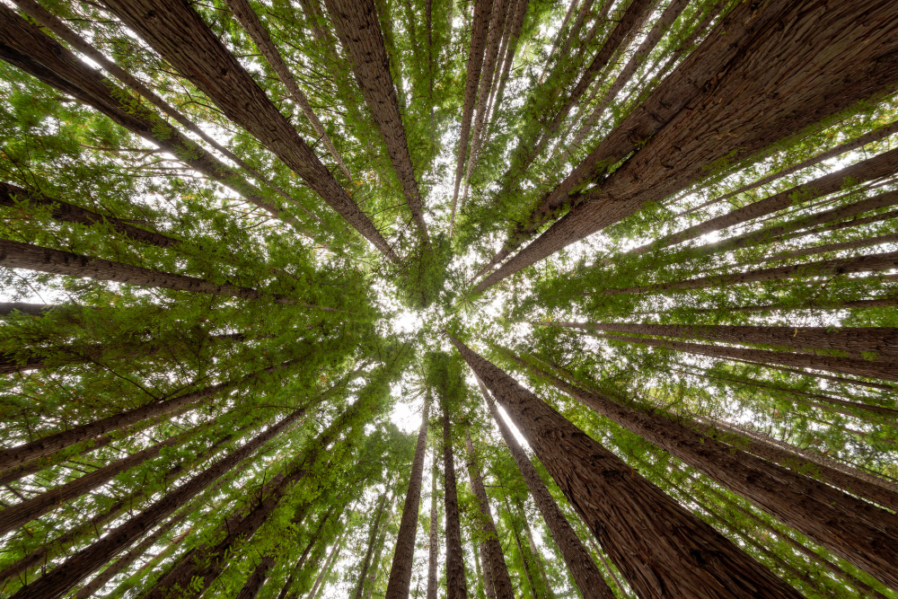 portas sustentáveis o compromisso da rohden com a sustentabilidade e práticas esg